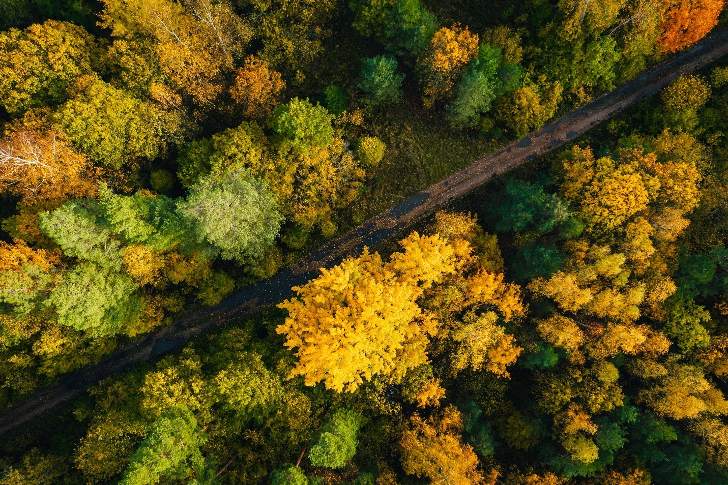 Rivanna Trail System – For a Scenic Walk and Hike Around Charlottesville’s Urban Wilderness