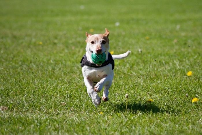What are the Best Dog Parks and Locally Owned Pet Stores in Charlottesville, VA?