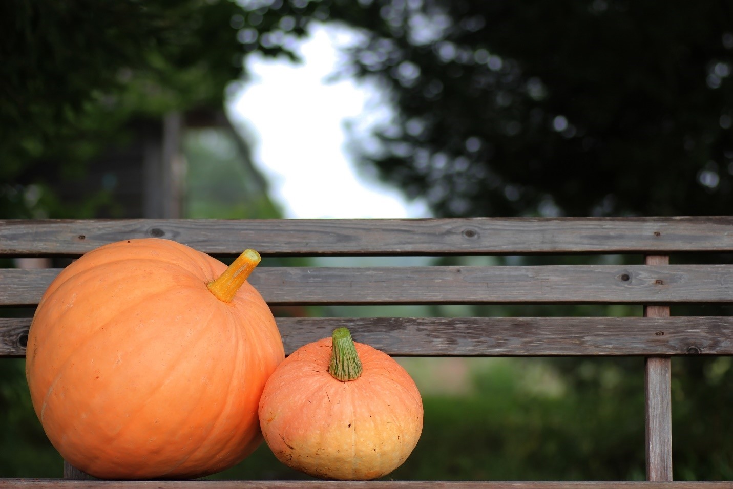 Where to go Pumpkin Picking – Best Pumpkin Patches in the Charlottesville Area