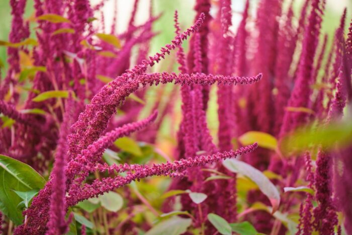 Amaranthus