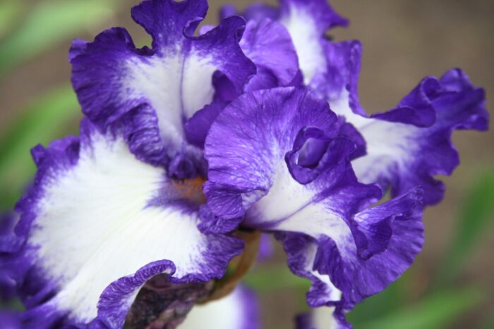 Bearded Iris