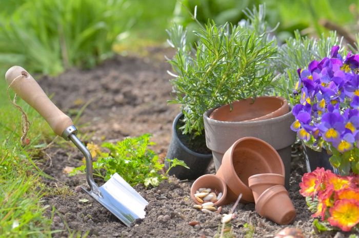 Best Flowering Plants for Your Garden in Each Season