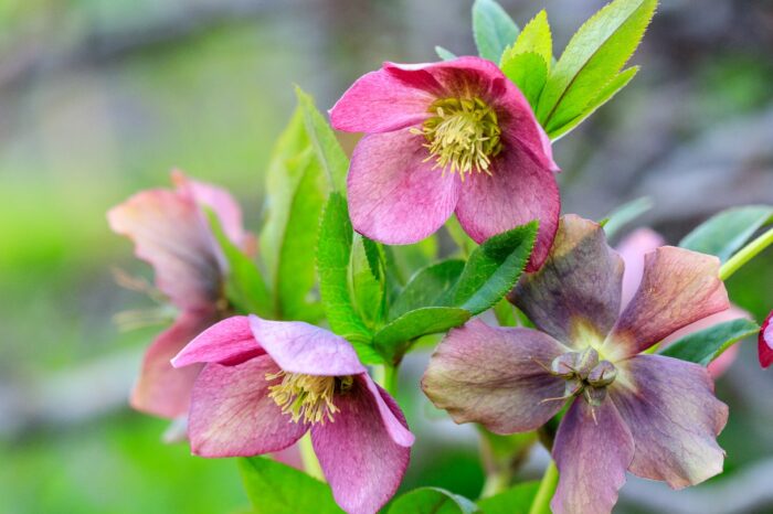 Helleborus