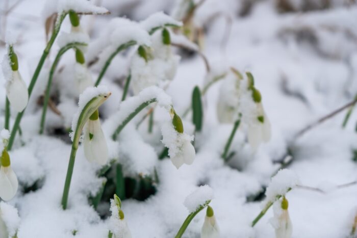 Snowdrops