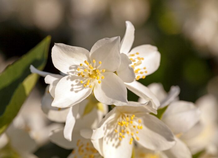 Winter Jasmine